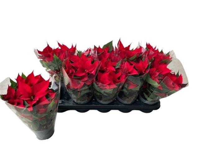 <h4>Euphorbia Red</h4>