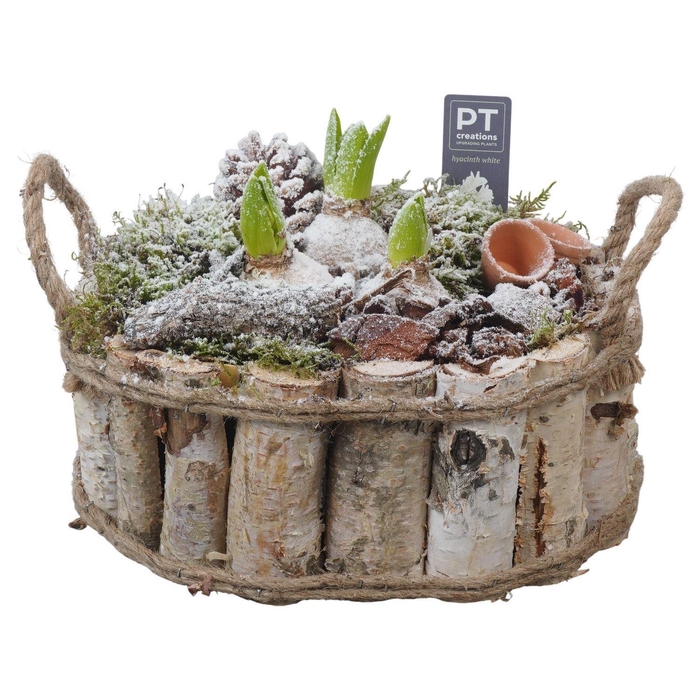 <h4>Arr.  Hyacinthus L%</h4>