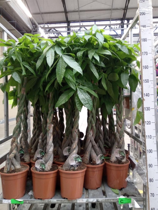 <h4>Pachira aquatica</h4>