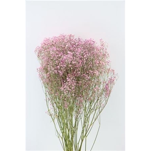 Dried Gyps Pink Extra Bunch