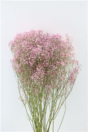 Dried Gyps Pink Extra Bunch