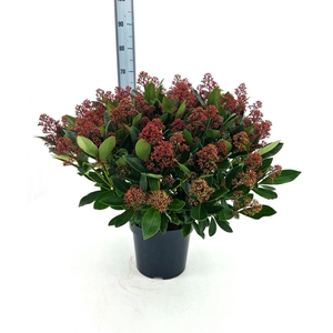 Skimmia jap. 'Rubella'