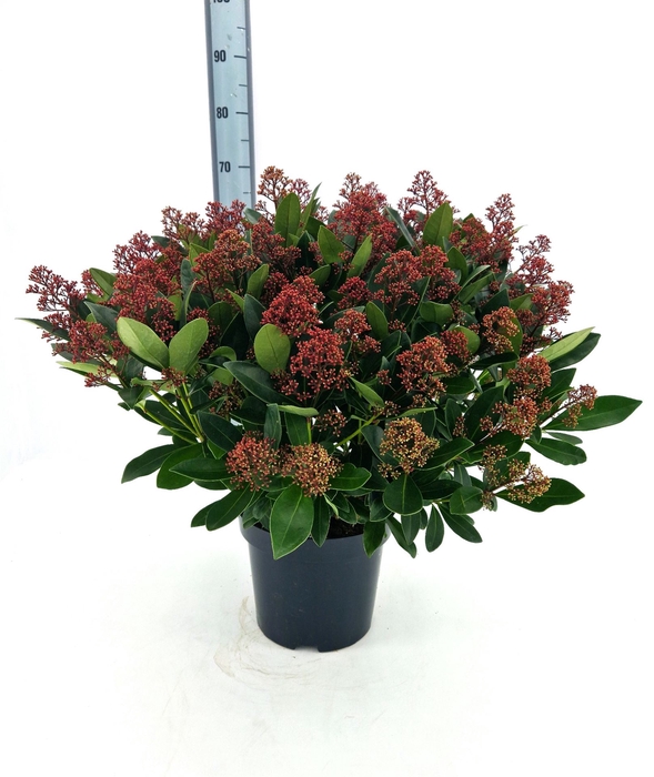 Skimmia jap. 'Rubella'