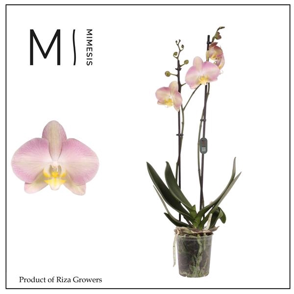 Mimesis Phal. Rainbow - 2 spike 12cm