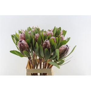 Protea Pink Ice