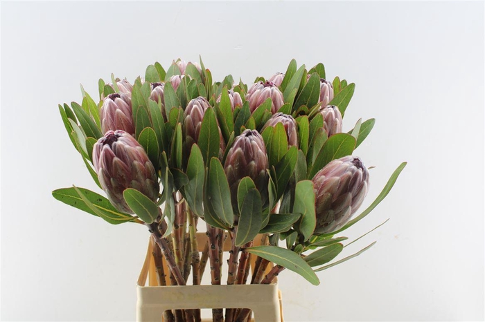 <h4>Protea Pink Ice</h4>