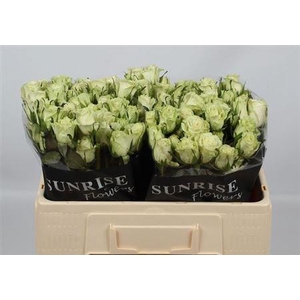 R Tr Pola Sensation+