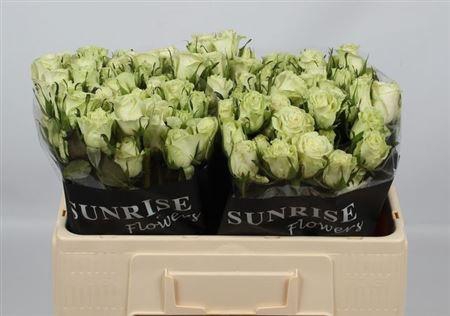 <h4>R Tr Pola Sensation+</h4>