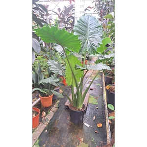 Alocasia Portodora