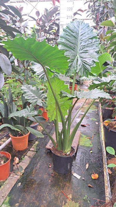 <h4>Alocasia Portodora</h4>