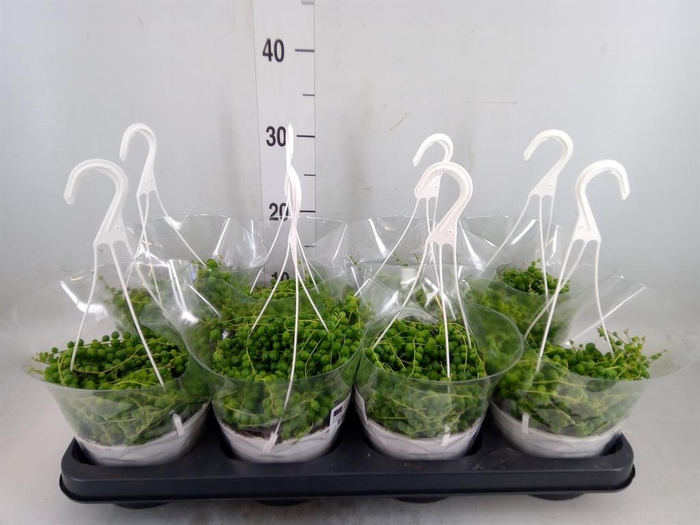 <h4>Senecio rowleyanus</h4>