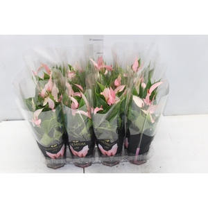 ANTHURIUM LILLI P09 PREMIUM