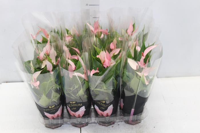 <h4>ANTHURIUM LILLI P09 PREMIUM</h4>
