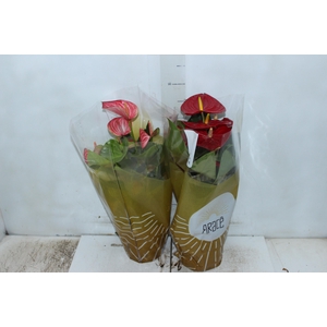 ANTHURIUM VARIADO P17