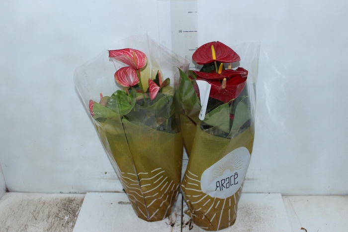 <h4>ANTHURIUM VARIADO P17</h4>
