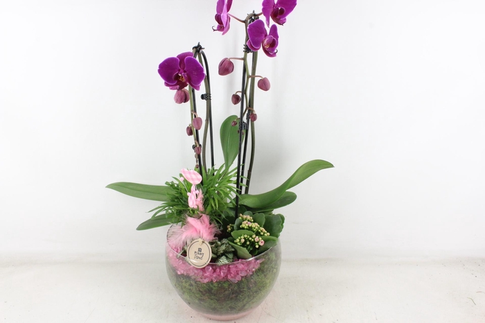 <h4>arr2 PL - Glas Henrik phal. d.lila</h4>