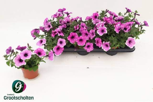 <h4>PET FAM LILAC D VEIN</h4>