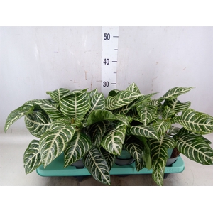 Aphelandra squar.