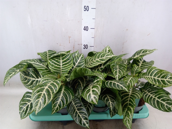 <h4>Aphelandra squar.</h4>