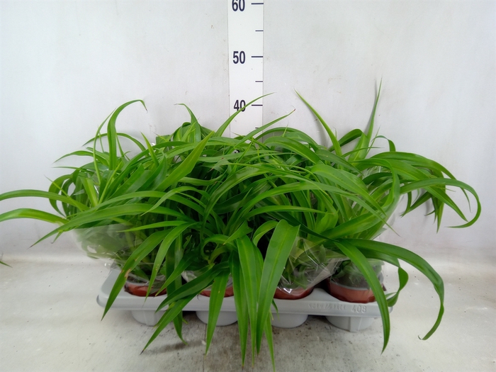 <h4>Chlorophytum com. 'Green Bonnie'</h4>