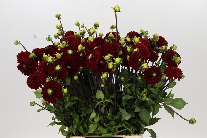 <h4>Dahlia Viking</h4>
