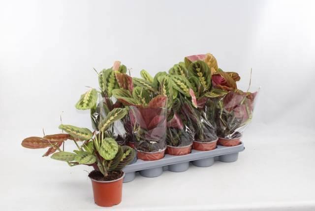 <h4>MARANTA FASCINATOR</h4>