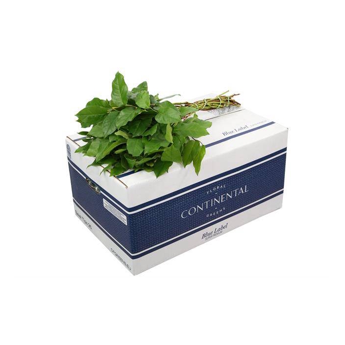 <h4>SALAL  TIPS BLUE LABEL</h4>