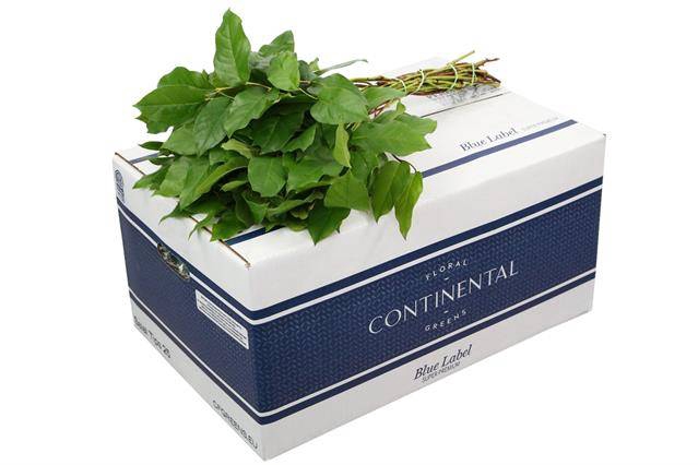 <h4>SALAL  TIPS BLUE LABEL</h4>