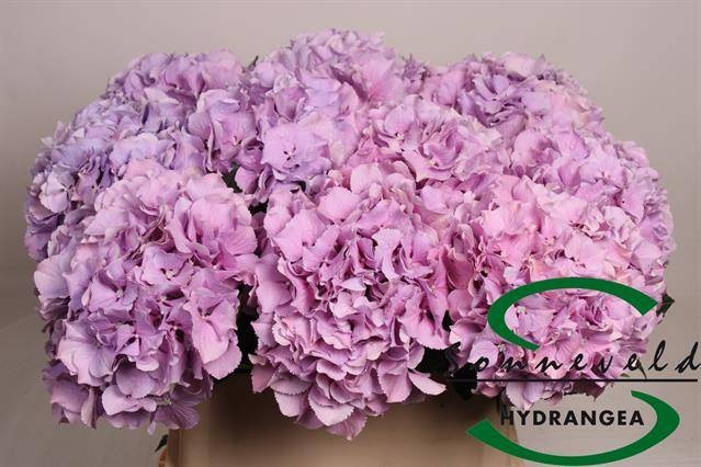 <h4>HYDR M ROYAL BENEFIT</h4>