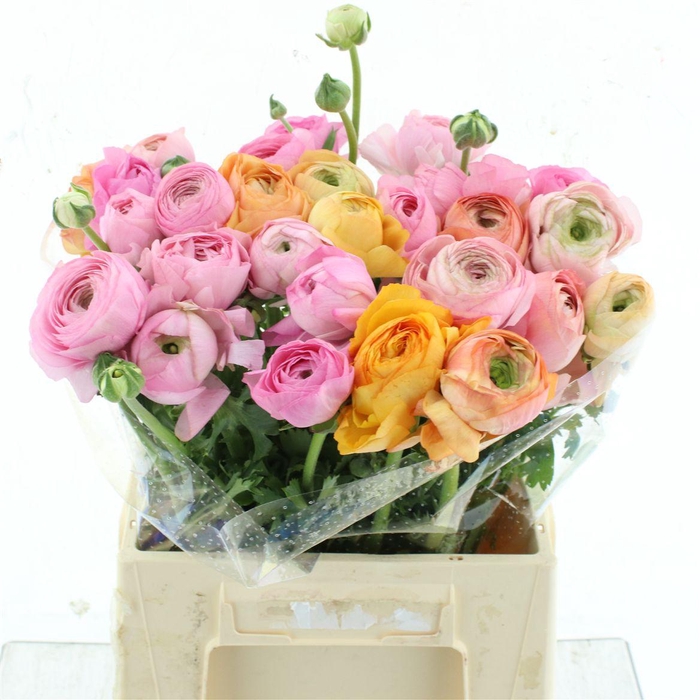 <h4>Ran Su Sr Pastello Rosa Super</h4>