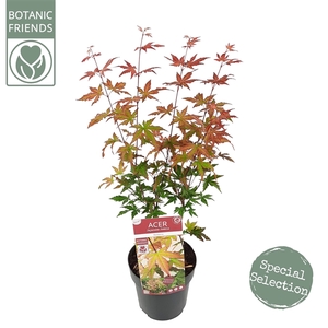 Acer palm. 'Redwine' ®