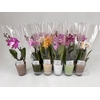 Phal Mini Mix In Glass