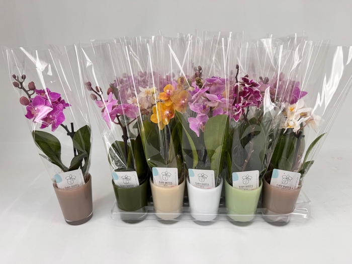 Phal Mini Mix In Glass