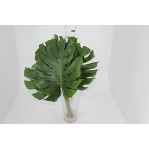 FOLHAGEM MONSTERA DELICIOSA 040 CM