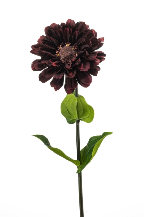 <h4>Zinnia spray burgundy 55cm</h4>