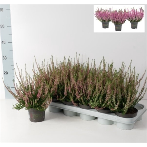 <h4>Calluna vulgaris Beauty Ladies P12 Roze</h4>