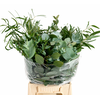 Euc. Mix Per Bunch Short