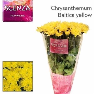 Chr T Baltica Yellow