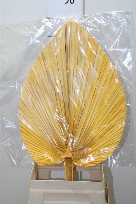 <h4>Dried Pametto Orange Per Stem</h4>