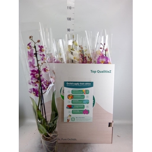 Phalaenopsis ...mix