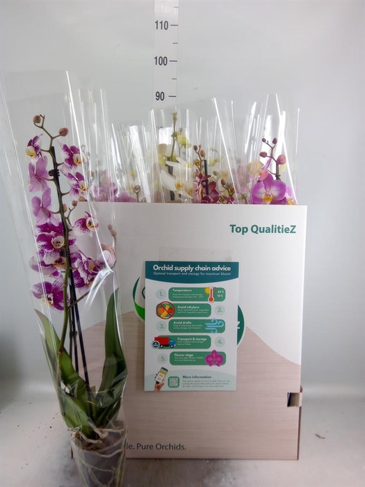 <h4>Phalaenopsis ...mix</h4>