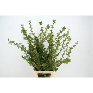 MALUS RED SENTINEL BLOSSEM PER STEM 150CM