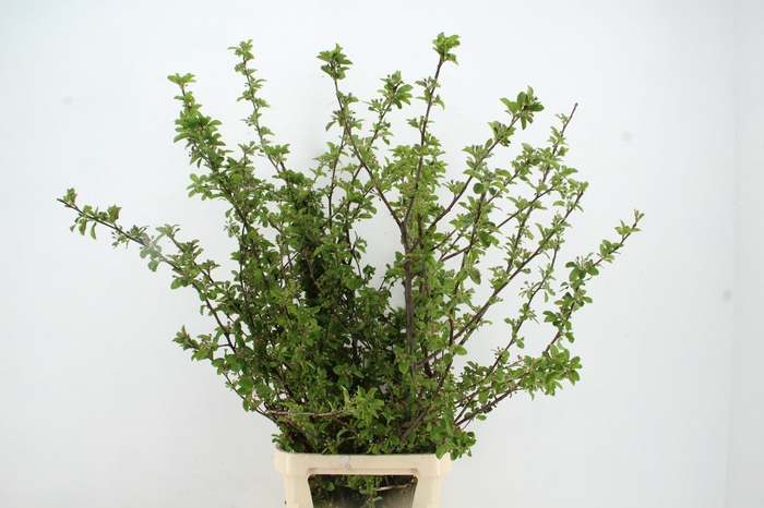 <h4>MALUS RED SENTINEL BLOSSEM PER STEM 150CM</h4>