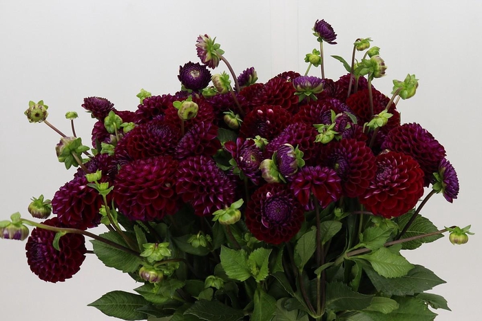 <h4>Dahlia Ivannetti</h4>