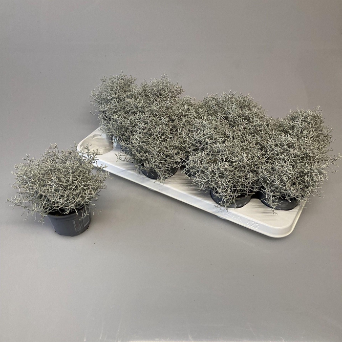 <h4>Leucophyta brownii</h4>