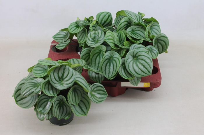 <h4>PEP ARGYREIA</h4>