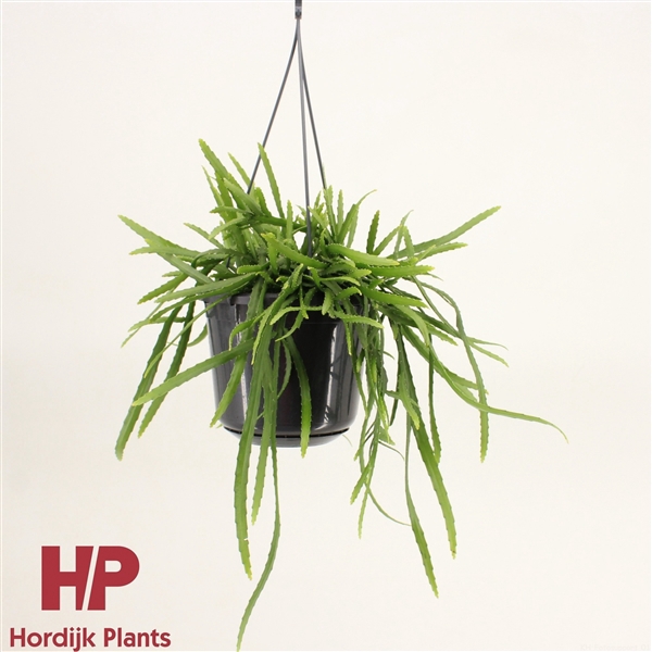 <h4>Lepismium bolivianum</h4>