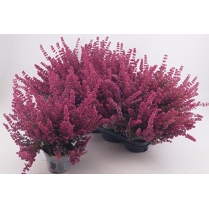 Erica Gracilis Mister Line mix trolley 12Ø 30cm