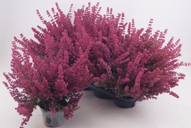 Erica Gracilis Mister Line mix trolley 12Ø 30cm