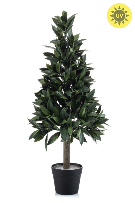 <h4>Laurel pyramid UV in pot 90cm</h4>